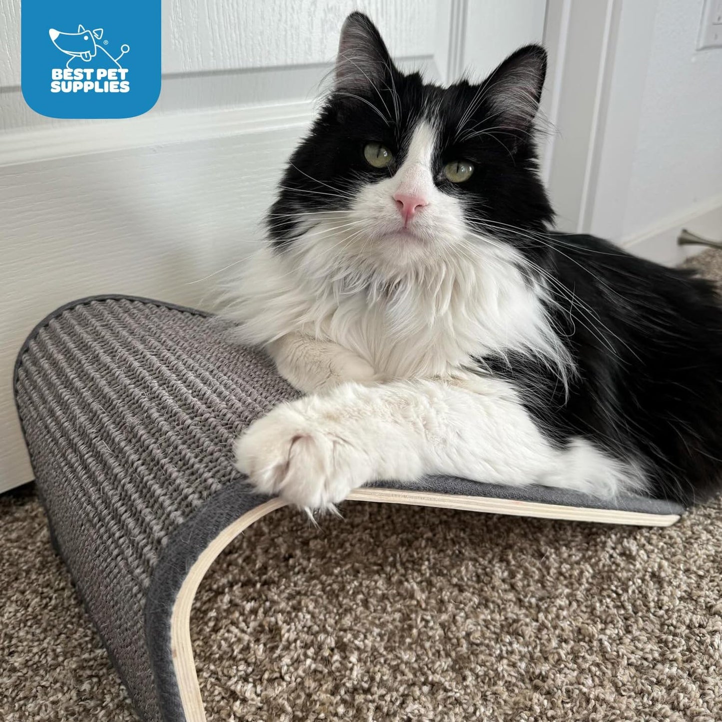 Catify Cat Scratcher Fun Interactive