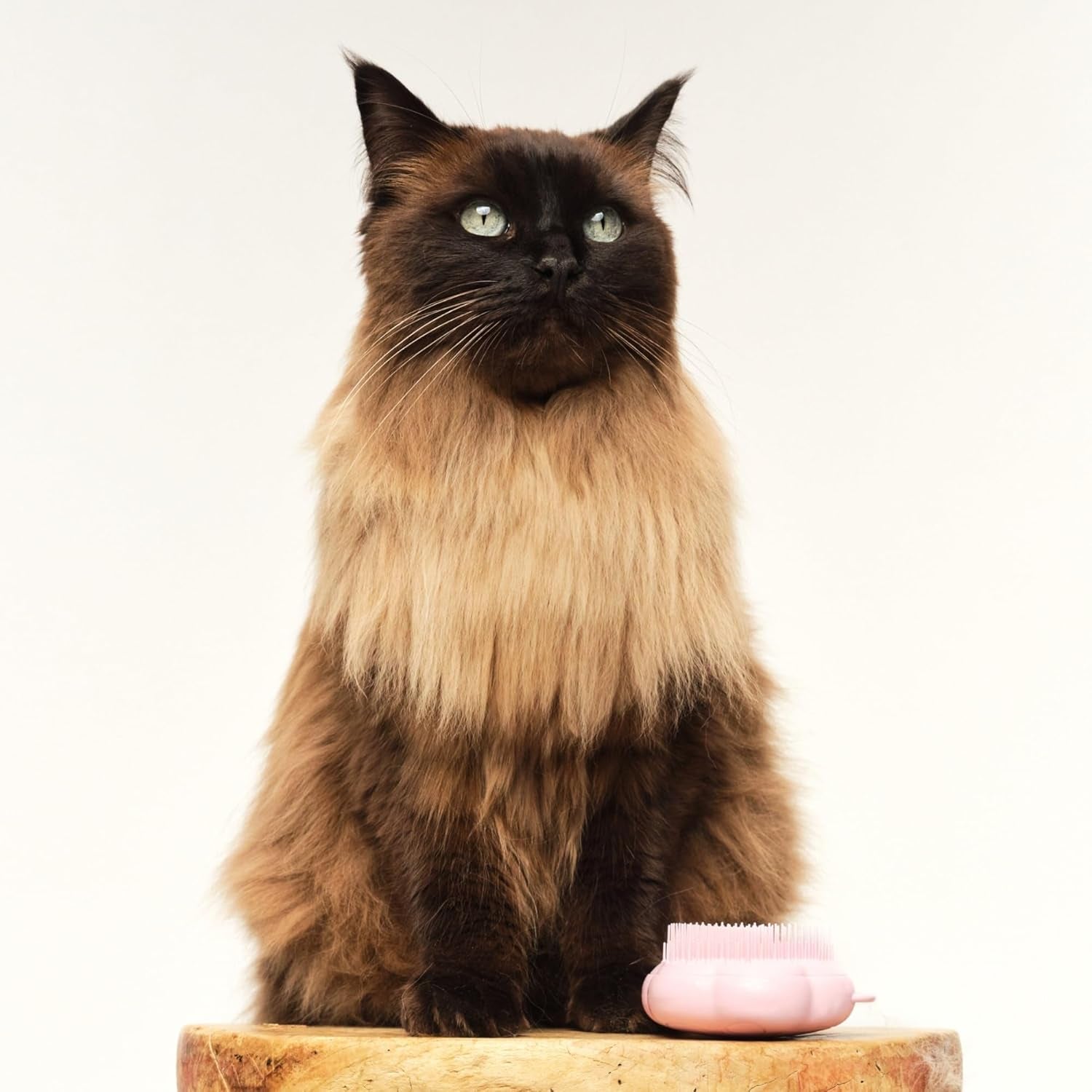 by  Cat Brush,De-Shedding Cat Hair Brush