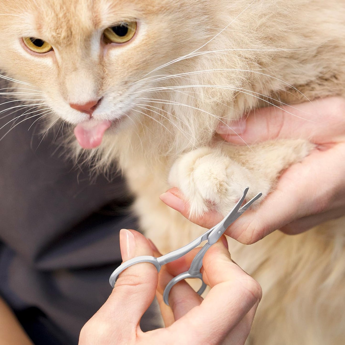 Pet Grooming Scissors, Stainless Steel