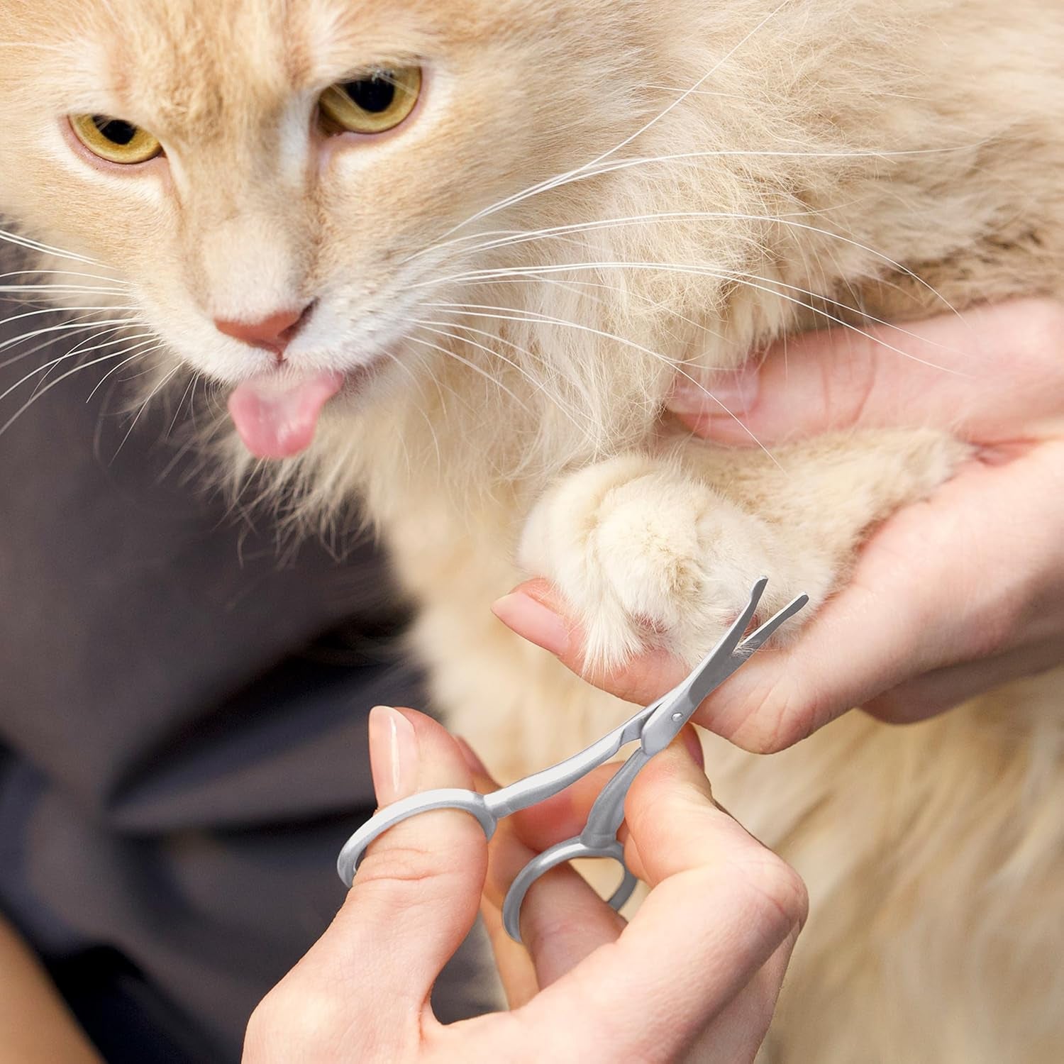 Pet Grooming Scissors, Stainless Steel