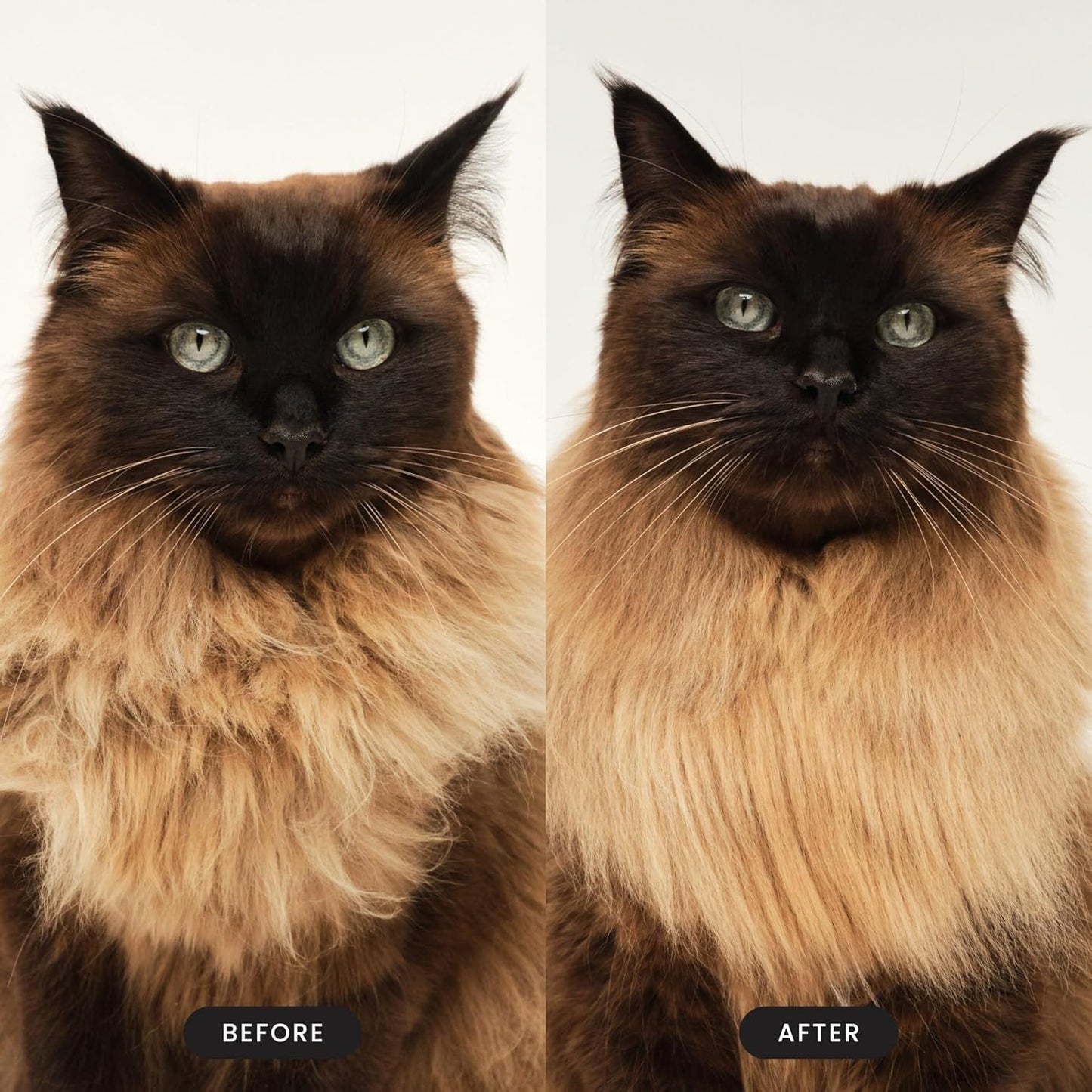 by  Cat Brush,De-Shedding Cat Hair Brush