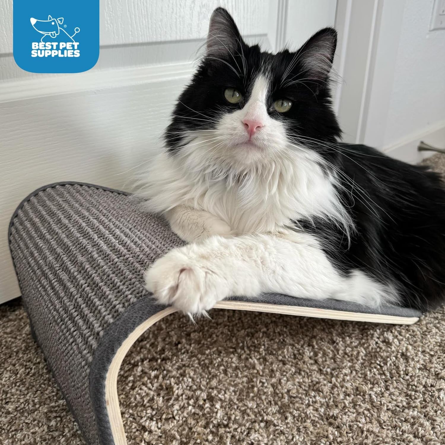 Catify Cat Scratcher Fun Interactive 