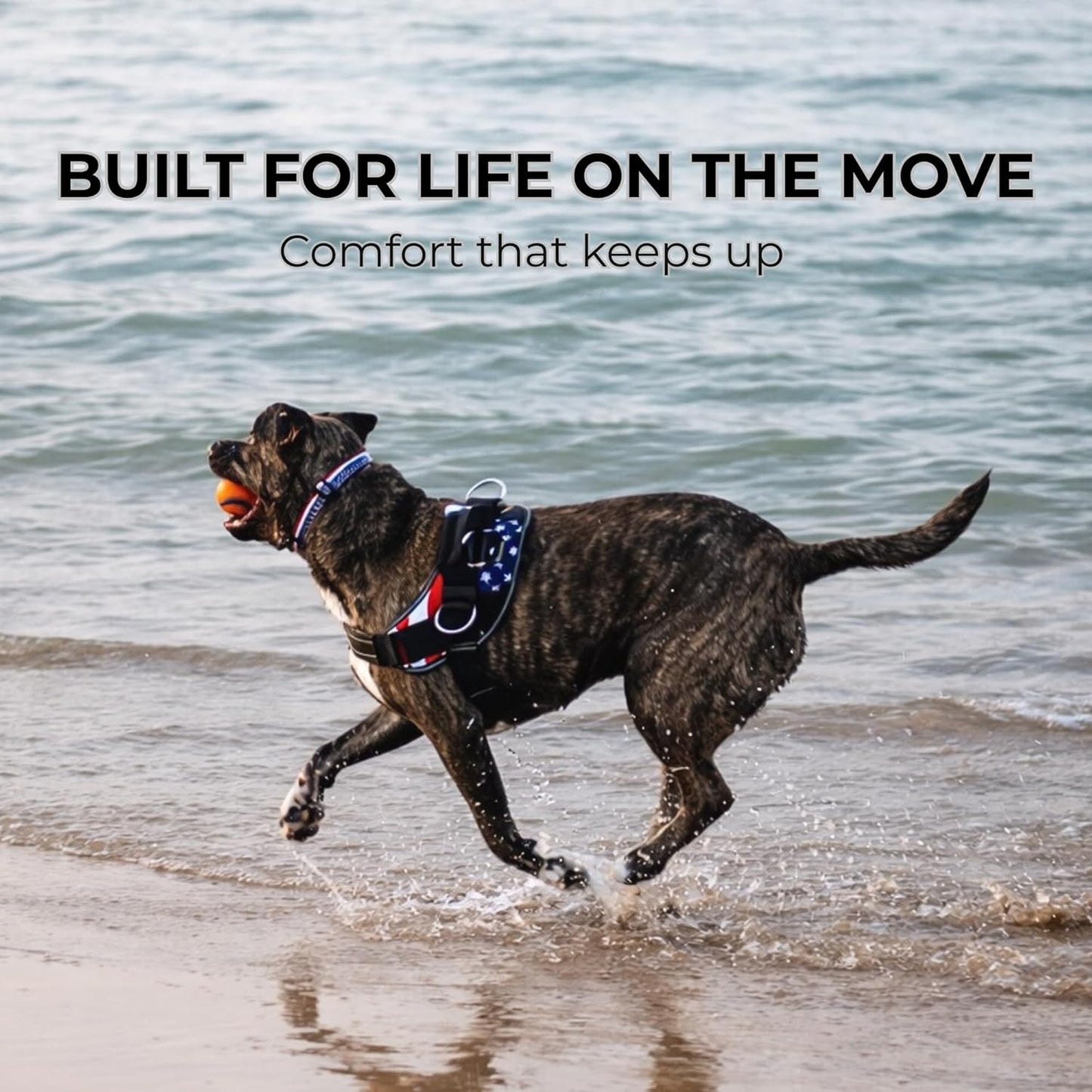Essential Dog Harness, No-Pull Pet Vest 