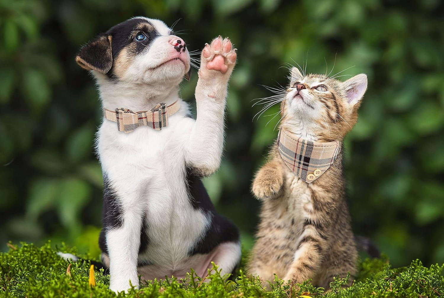3 PCS Dog Collars for Small Puppy Collar 