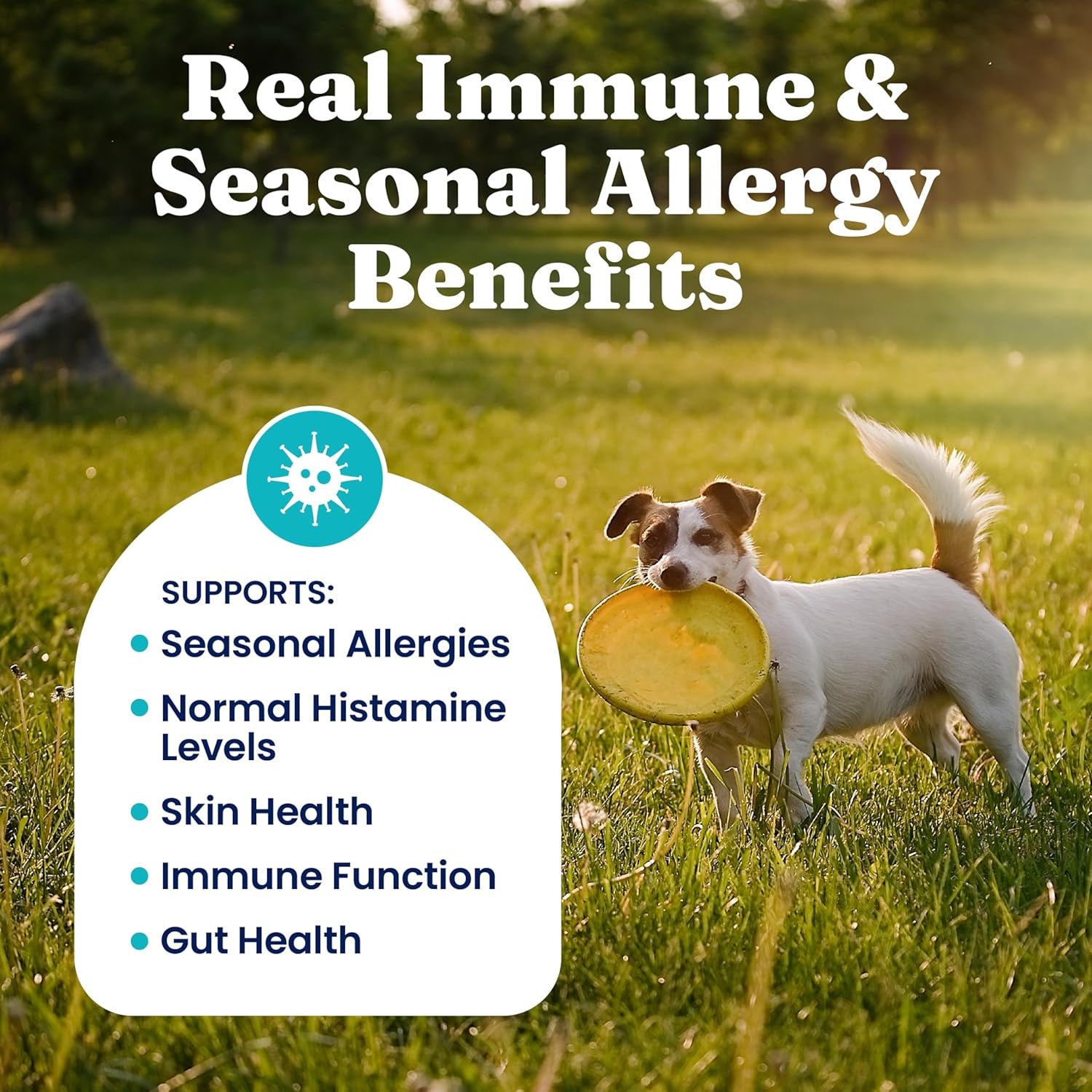 Dog Allergy Relief Chews - Dog Itching