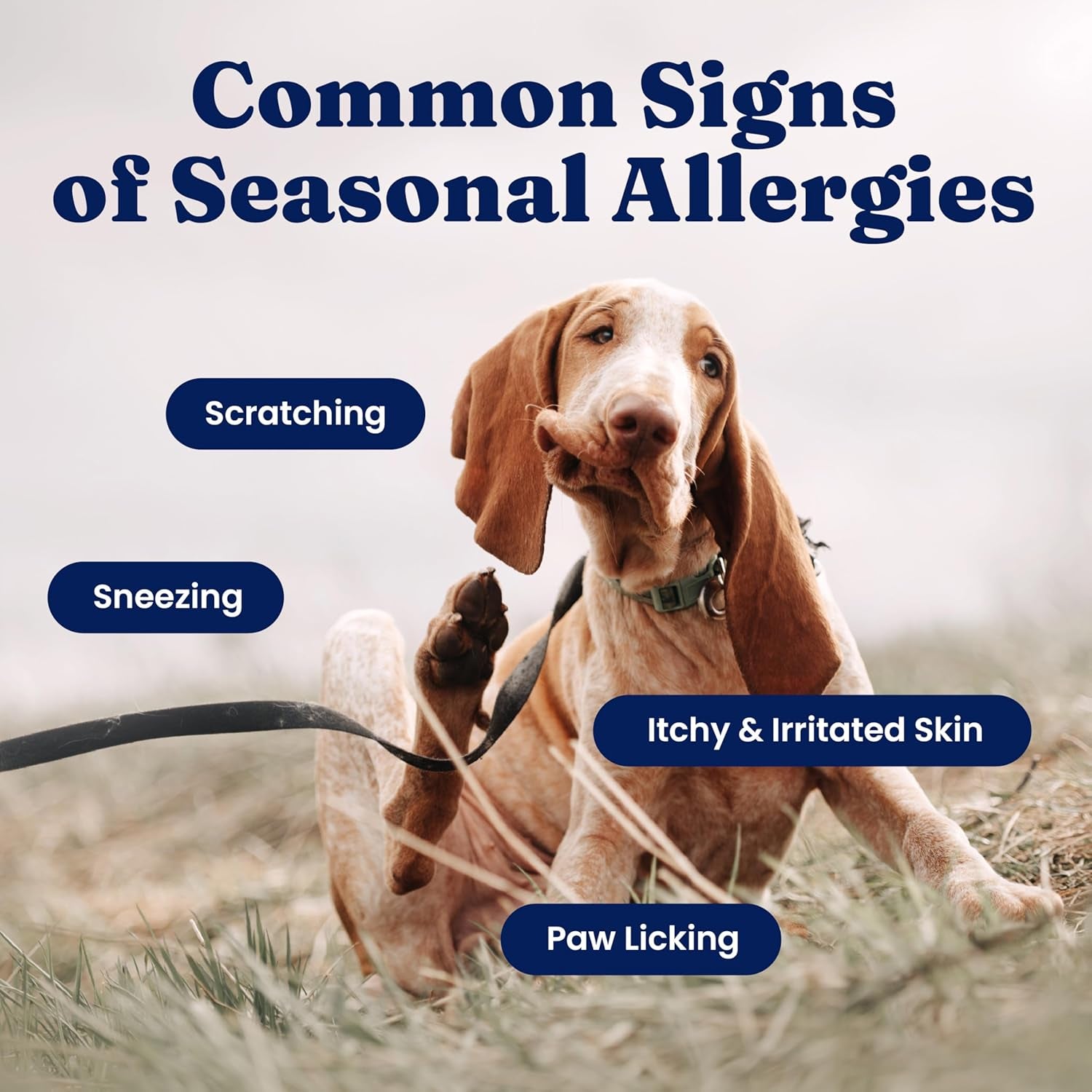 Dog Allergy Relief Chews - Dog Itching