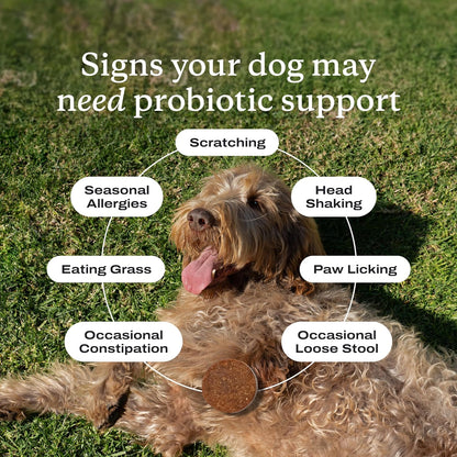 Probiotics for Dogs, Support Gut Health