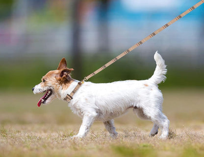3 PCS Dog Collars for Small Puppy Collar 